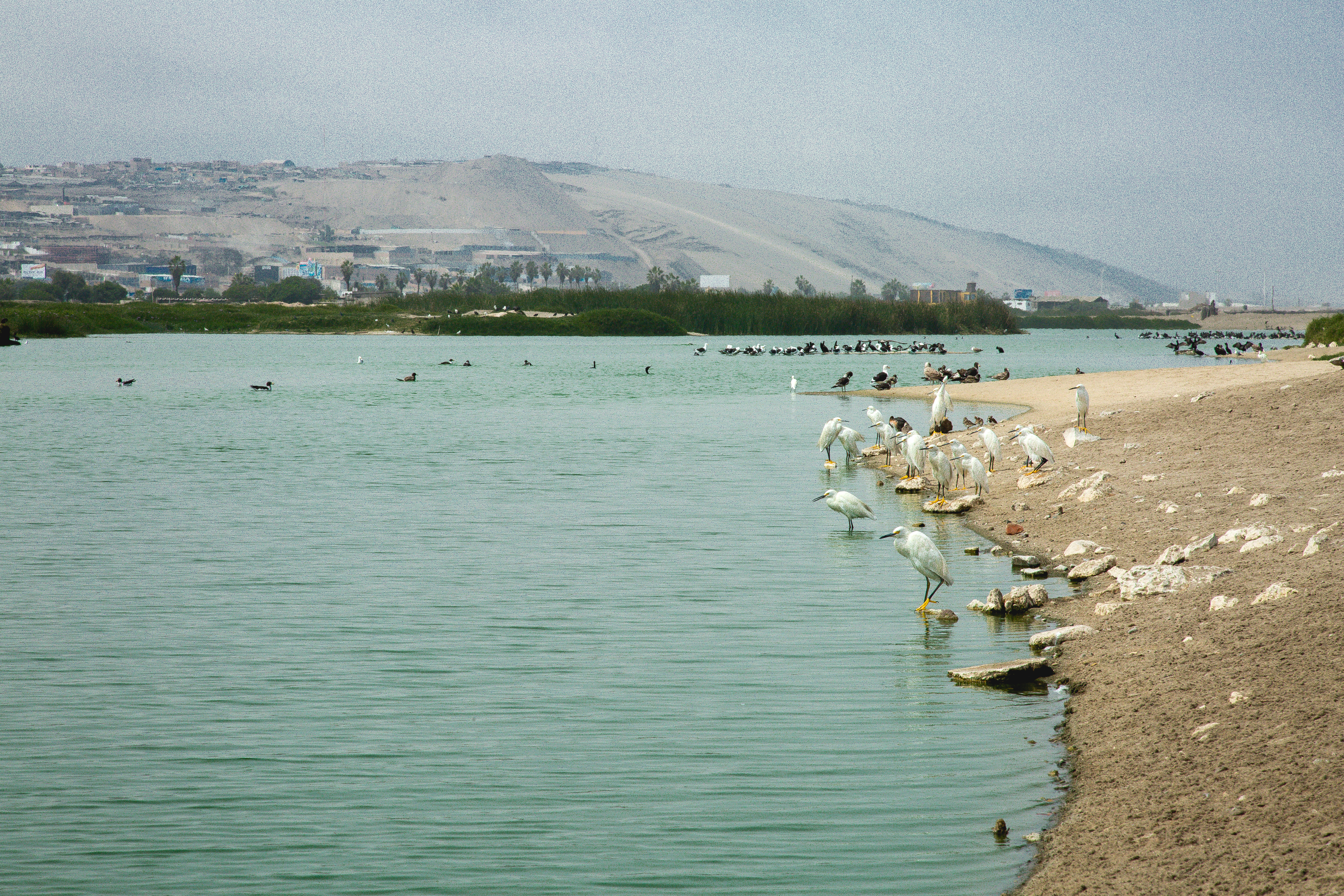 RVS Pantanos de Villa